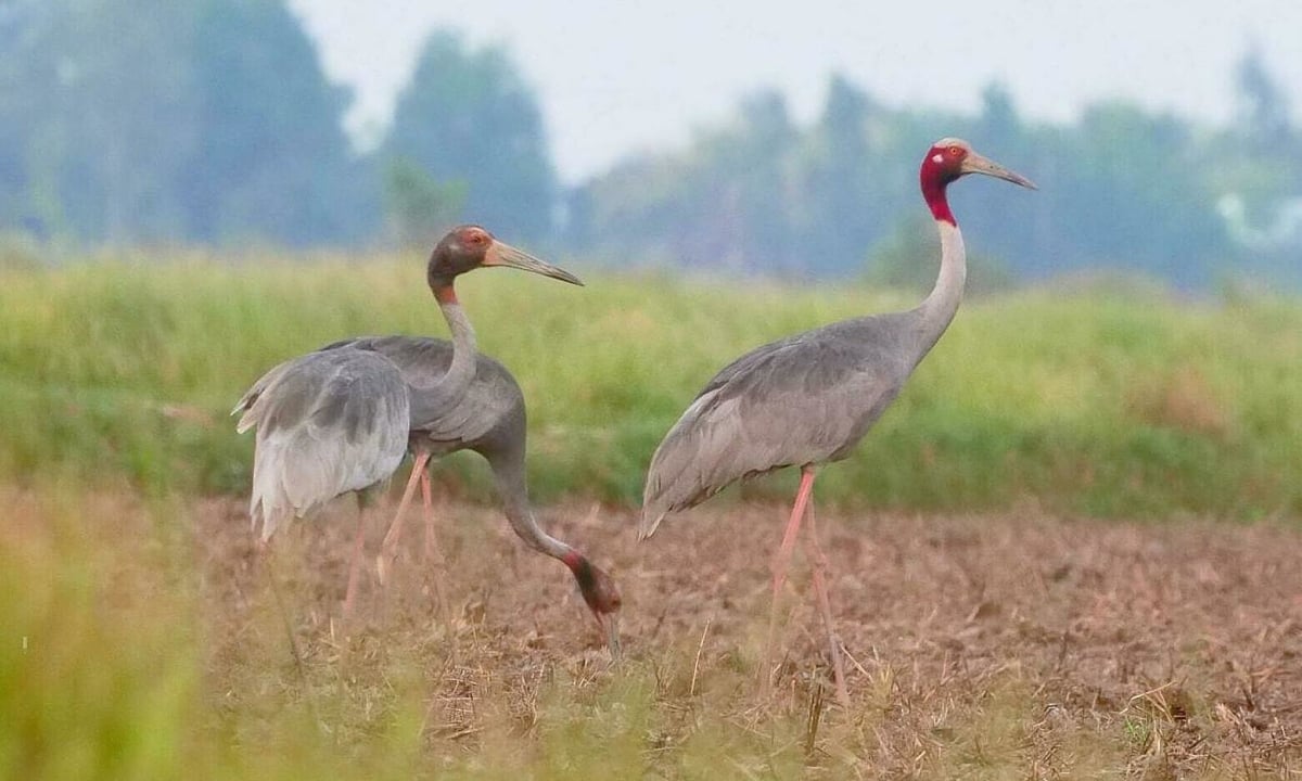 9 Mandschurenkraniche kehren in das Naturschutzgebiet in Kien Giang zurück