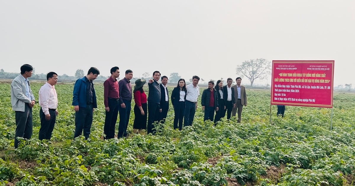 Hanoi will build a large-scale, concentrated winter potato growing area.