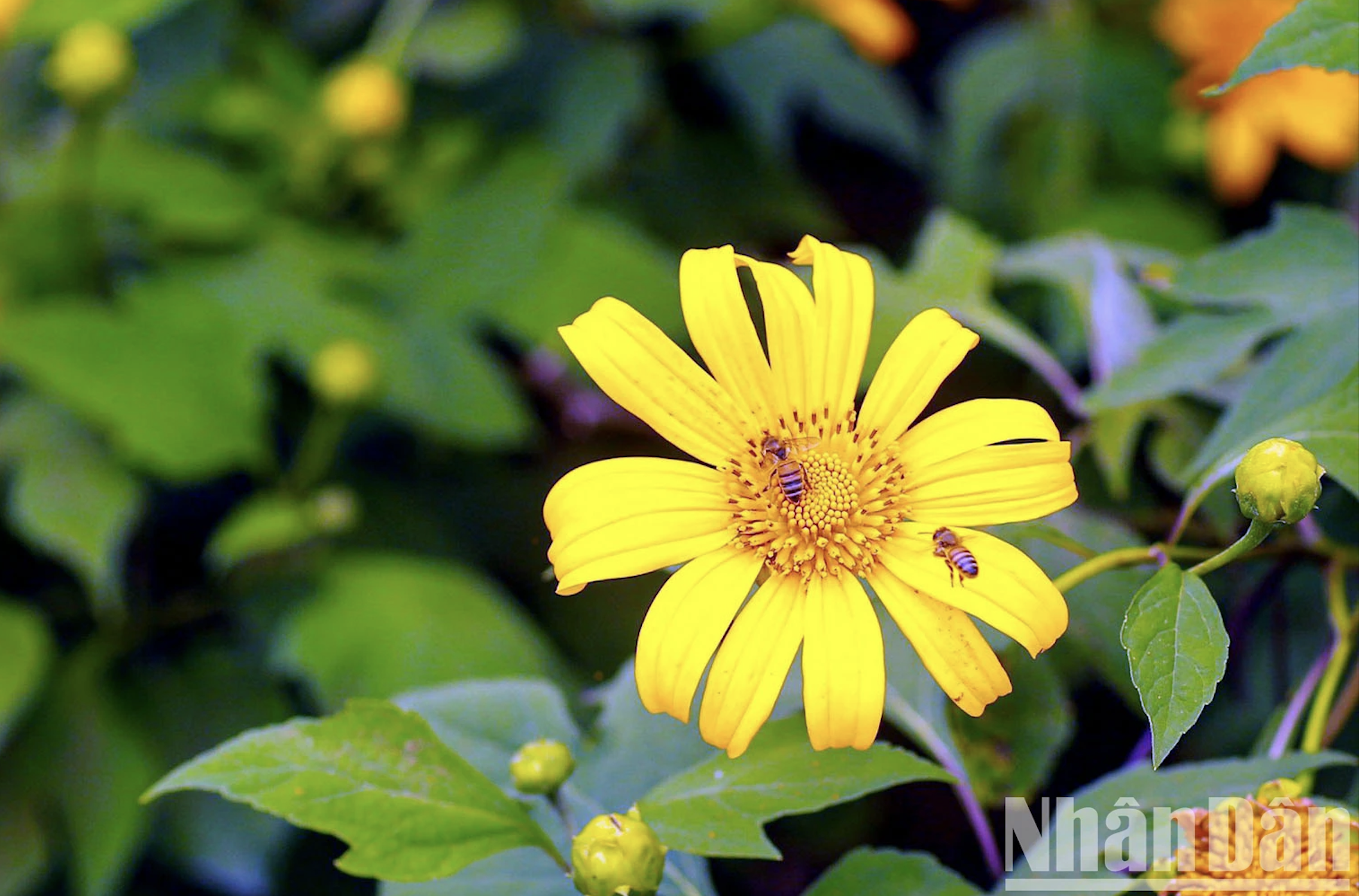 La temporada de flores amarillas cubre el pueblo de montaña.