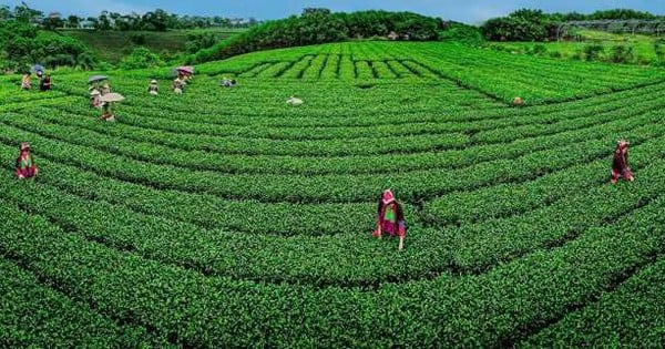 Promote the Official Drink of the Paris Conference through the 2024 Flower Tea Festival