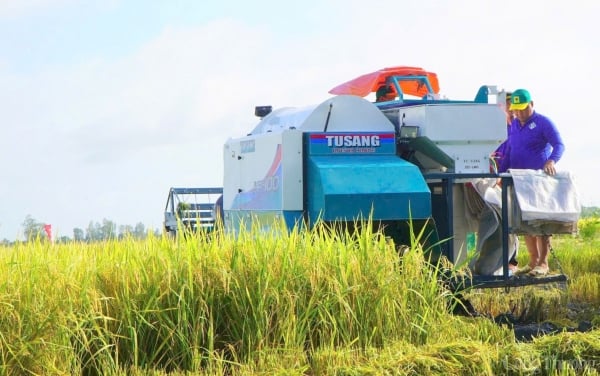 Los precios del arroz caen bruscamente