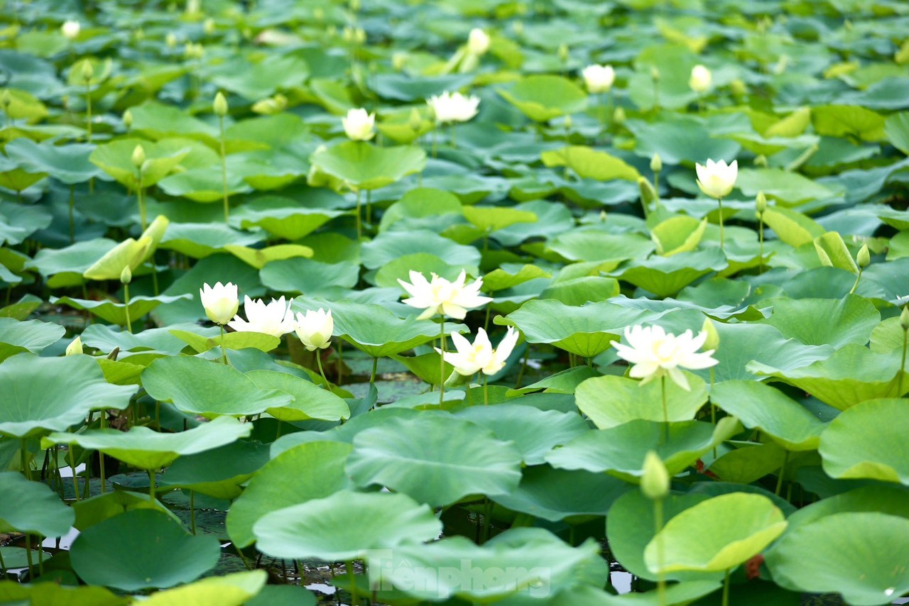 Des jeunes portant l'Ao Dai prennent des photos à côté de fleurs de lotus blanches, photo 8