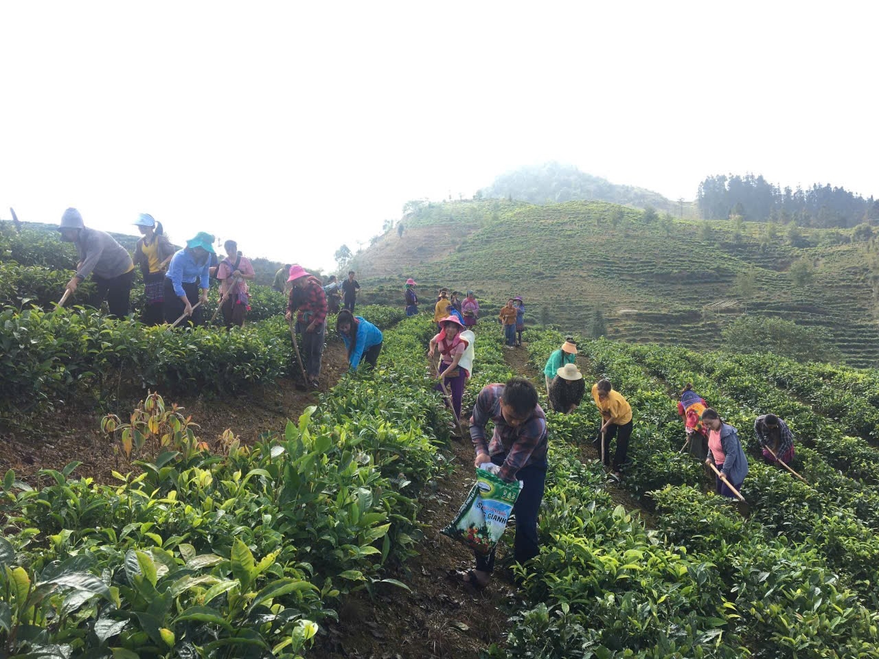 (CTV News) Muong Khuong (Lao Cai): 35 ethnic minority students trained in tea growing 1