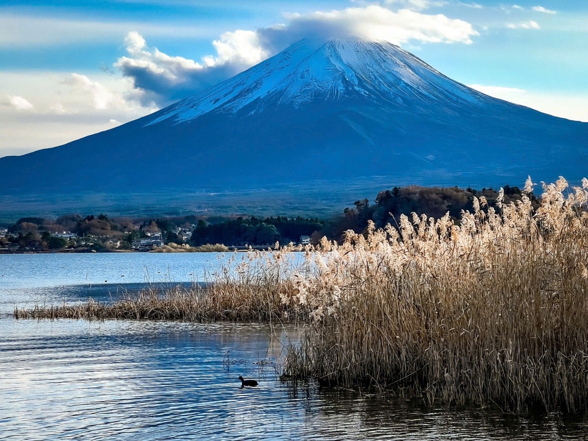 富士山の麓近くにある、人懐っこい白鳥が数多く生息する湖を堪能しよう。