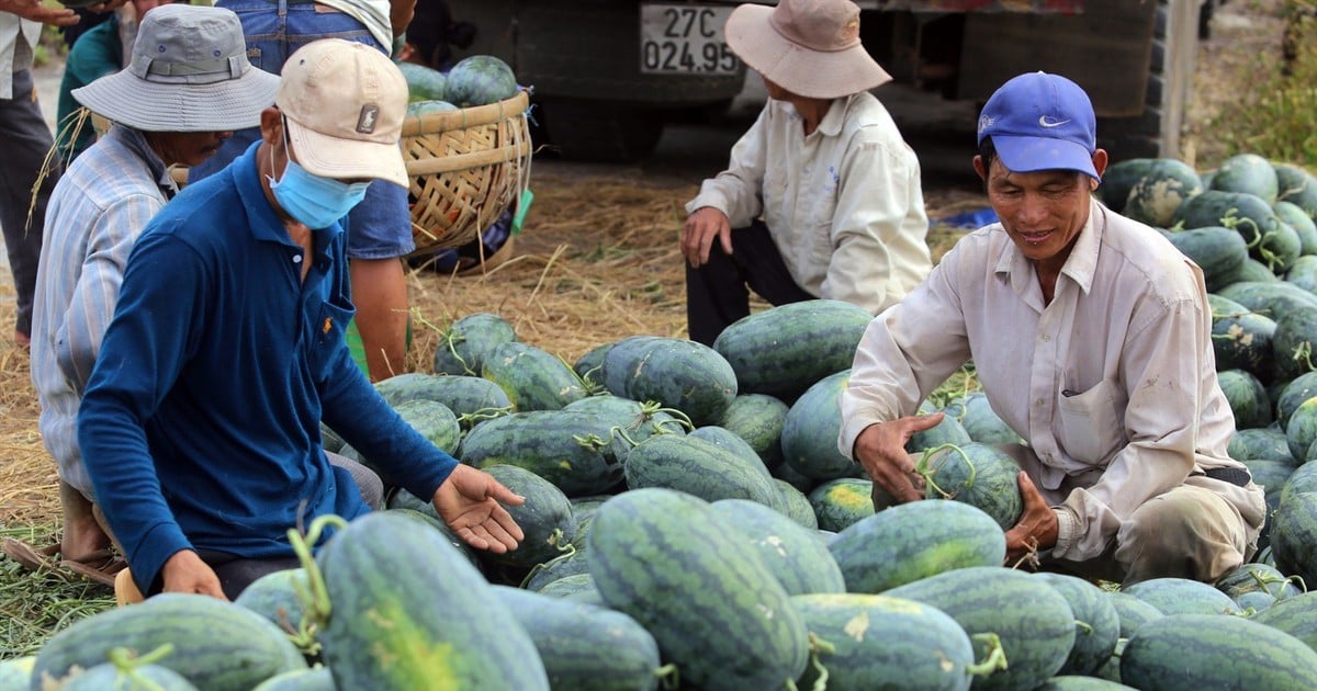 Firma de Protocolo sobre Exportación de Sandía Fresca de Vietnam a China