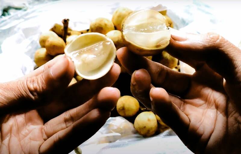 Longan fruit, also known as Nam Tran (a precious fruit in the South), is currently an effective poverty-reducing crop in the mountainous areas of Quang Nam. Photo by Hoang Bin
