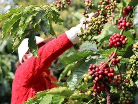 Agrarproduktpreise am 18. Oktober 2024: Kaffee und Pfeffer beide leicht im Minus