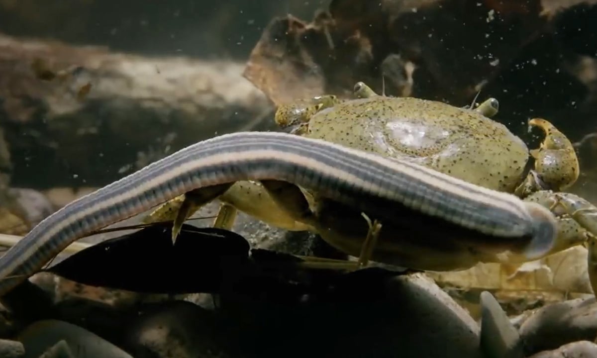 Leeches break crab's 'armor' to eat meat