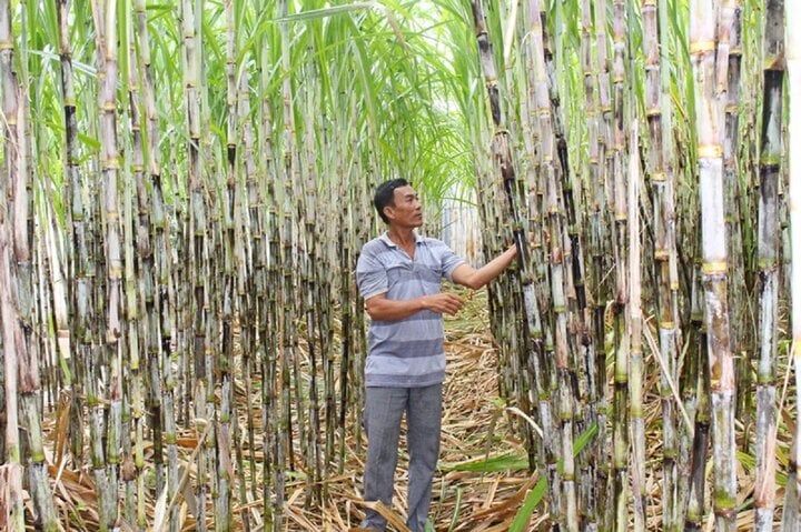 Người dân đang chăm sóc mía chuẩn bị cho vụ thu hoạch để sản xuất đường (Ảnh: Báo đầu tư).