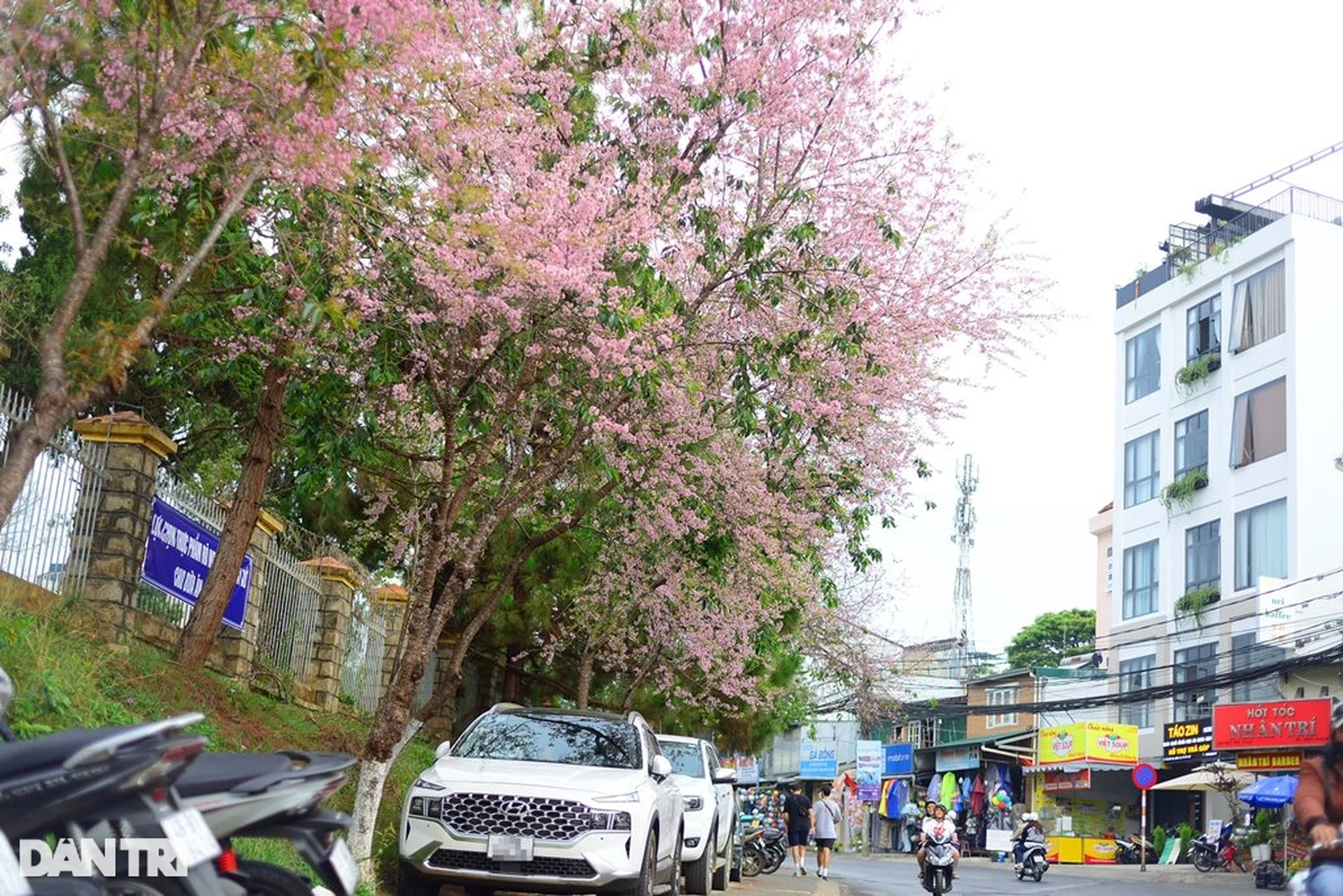 Mai anh đào bất ngờ bung nở giữa tháng 4 ở Đà Lạt - 1