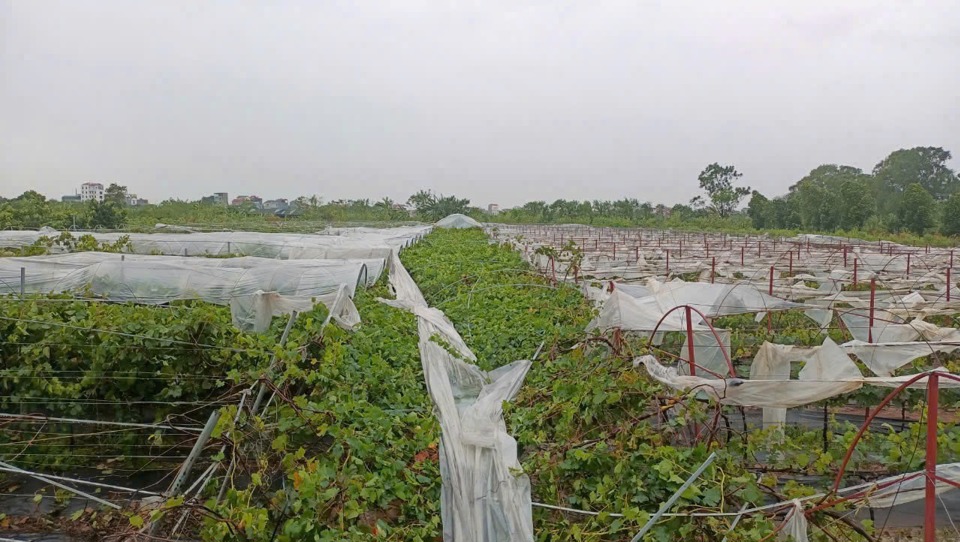 El viñedo y el huerto de la familia del Sr. Nguyen Huu Hoi (comuna de Dan Phuong, distrito de Dan Phuong) sufrieron graves daños a causa de la tormenta número 3. (Foto: Anh Ngoc)