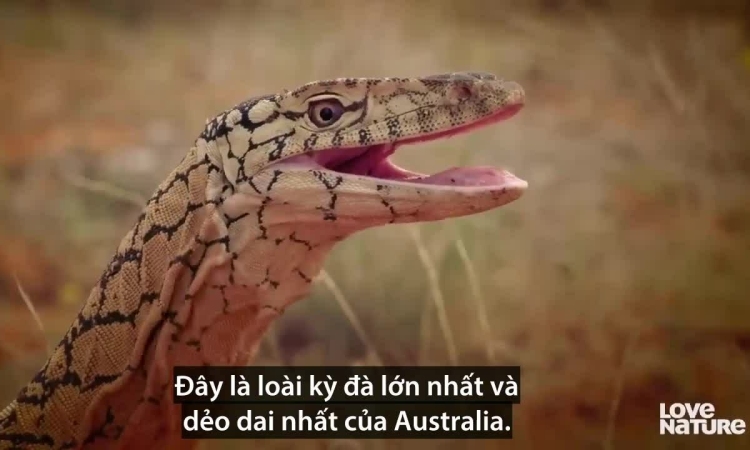 Giant monitor lizard eats poisonous mulga snake