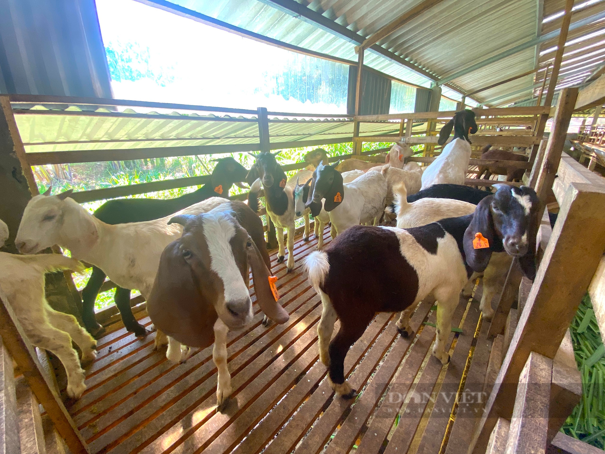 Nông dân Hà Tĩnh nuôi giống dê gì mà to, bự, thịt thơm ngon mà thu về tiền tỷ mỗi năm? - Ảnh 5.