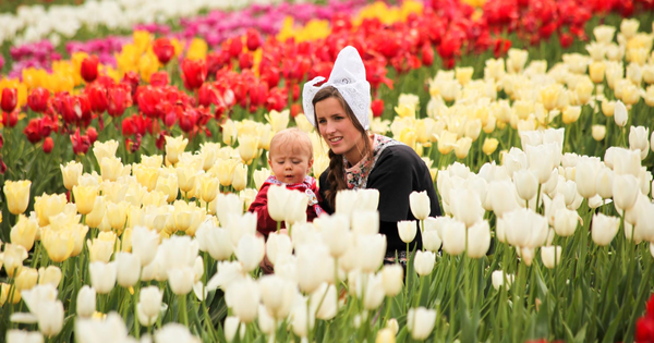 Lễ hội hoa tulip tại Hà Lan: sự kiện không thể bỏ qua khi đến châu Âu