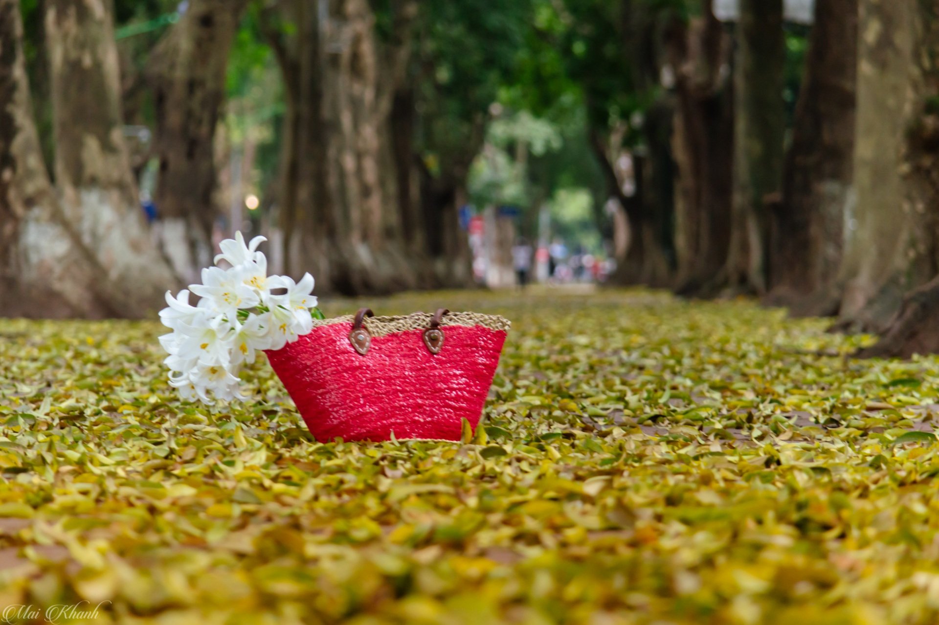 HAY UN HANOI SUAVE Y HERMOSO EN LA TEMPORADA DE LA CAÍDA DE LAS HOJAS