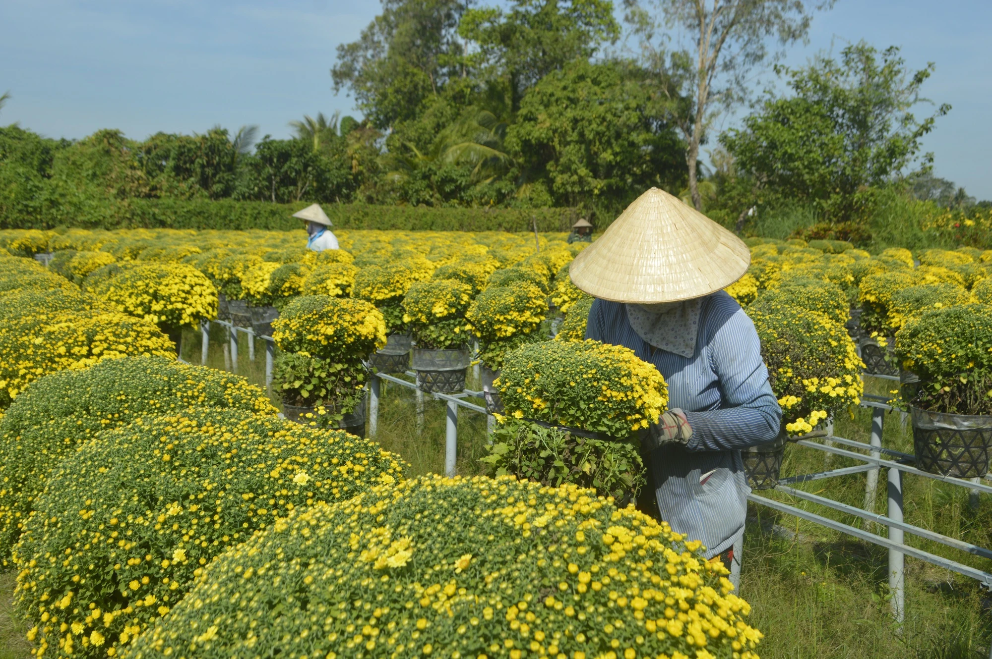 Festival hoa kiểng Sa Đéc thu hút 245.000 lượt khách, tiêu thụ 300.000 giỏ hoa- Ảnh 3.