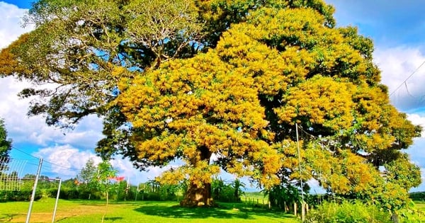 Ein 800 Jahre alter Treibholzbaum in Ha Tinh wurde als vietnamesischer Kulturbaum anerkannt.