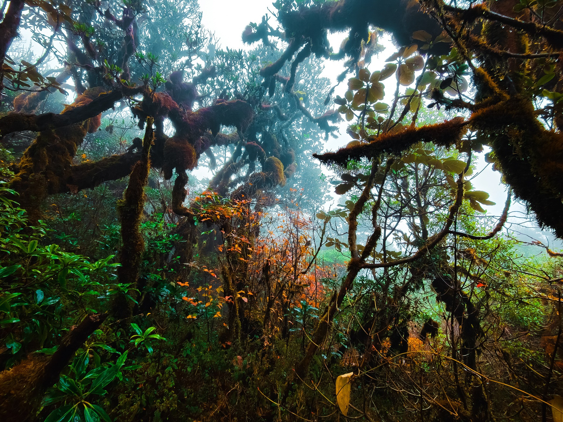 Cung đường trekking đẹp như cổ tích, cách Hà Nội chỉ 4 tiếng lái xe