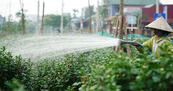 Les jardiniers de Hue sont occupés avec la saison des fleurs du Têt