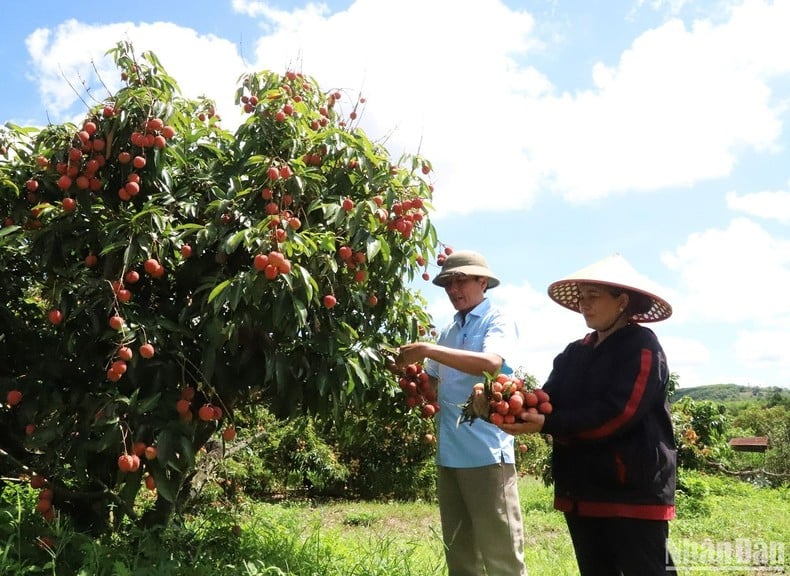 [Photo] Lychee harvest season in the Central Highlands photo 2