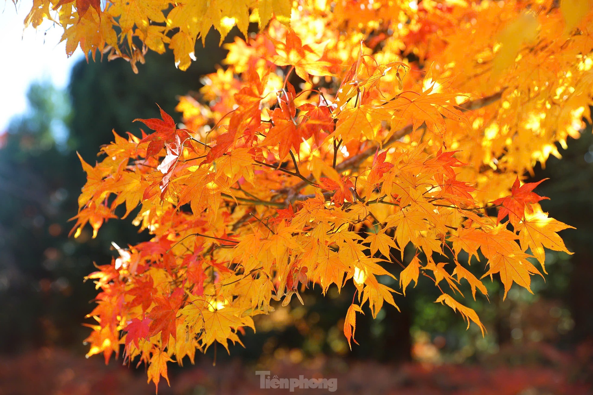 Fasziniert von der Herbstlandschaft mit roten und gelben Blättern in Japan, Foto 11