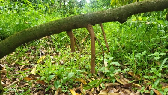 Buah durian rontok sebelum waktunya, petani mengalami kerugian (gambar 7).