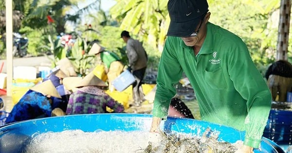 Riesen-Süßwassergarnelen und Tigergarnelen sind die wichtigsten Nutztiere mit der höchsten Preissteigerung in Kien Giang und werden gut verkauft.