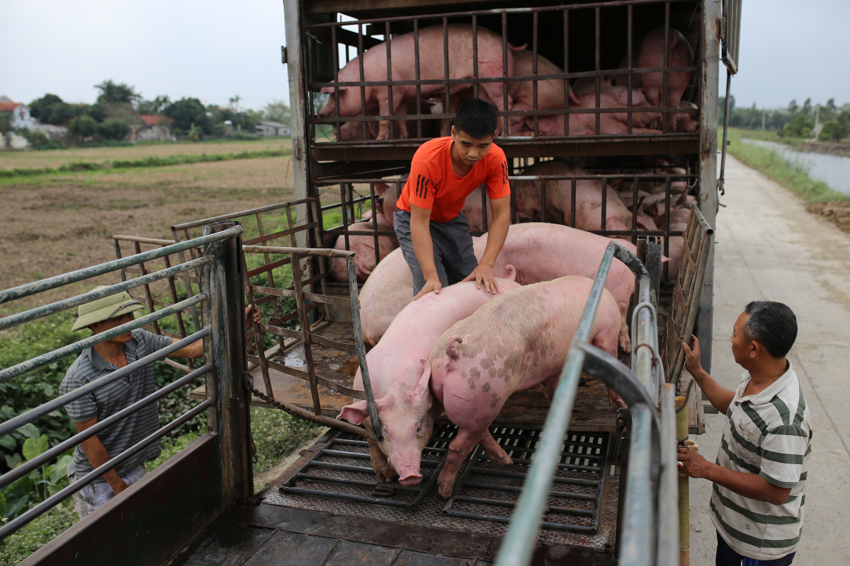 Le prix du porc chute fortement à moins de 60 000 VND par kg