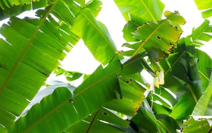 Banana leaves bring many health benefits that surprise many people. (Photo: Freepik)