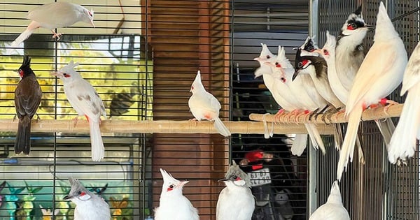 Mutated crested myna, a rare animal, successfully raised by a hotboy in Tien Giang, sold for 200 million/bird.