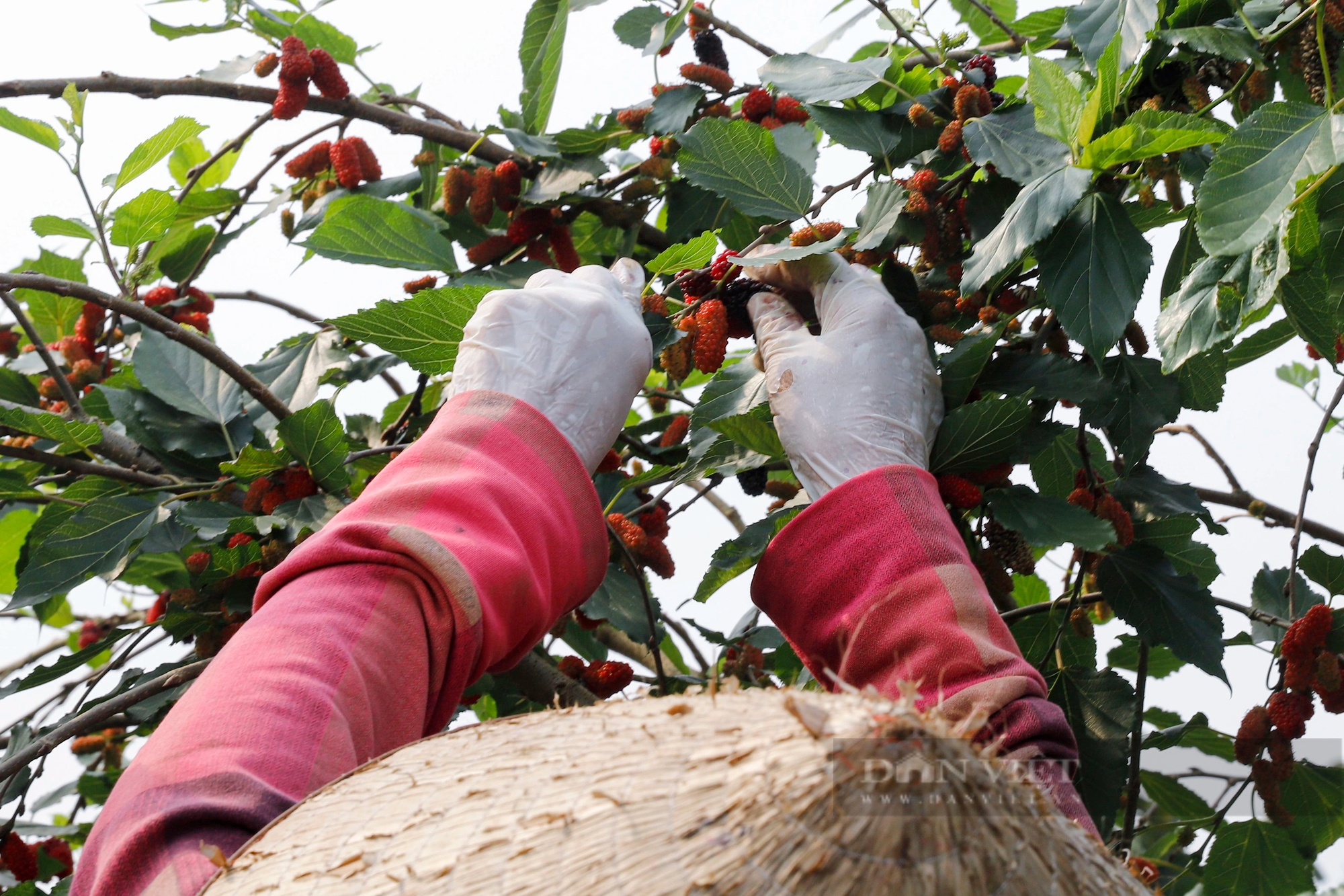 Dâu tằm chín trĩu cành, nông dân ngoại thành Hà Nội hối hả thu hoạch xuyên trưa để kịp giao cho thương lái- Ảnh 3.