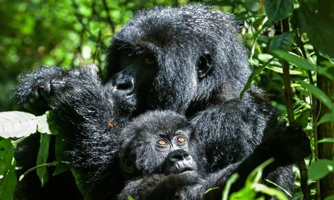 Khỉ đột núi (Gorilla beringei beringei) sống theo đàn và nhận nuôi những con non mồ côi. Ảnh: SIMON MAINA/AFP