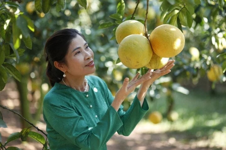 The fruit-laden orchards of Bac Giang are opening up a new direction for this locality.