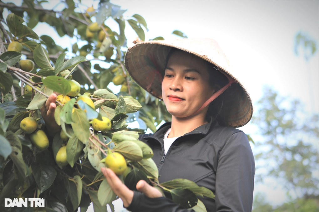 Trồng cây lấy bóng mát, bất ngờ lại có nguồn thu hàng trăm triệu đồng - 3