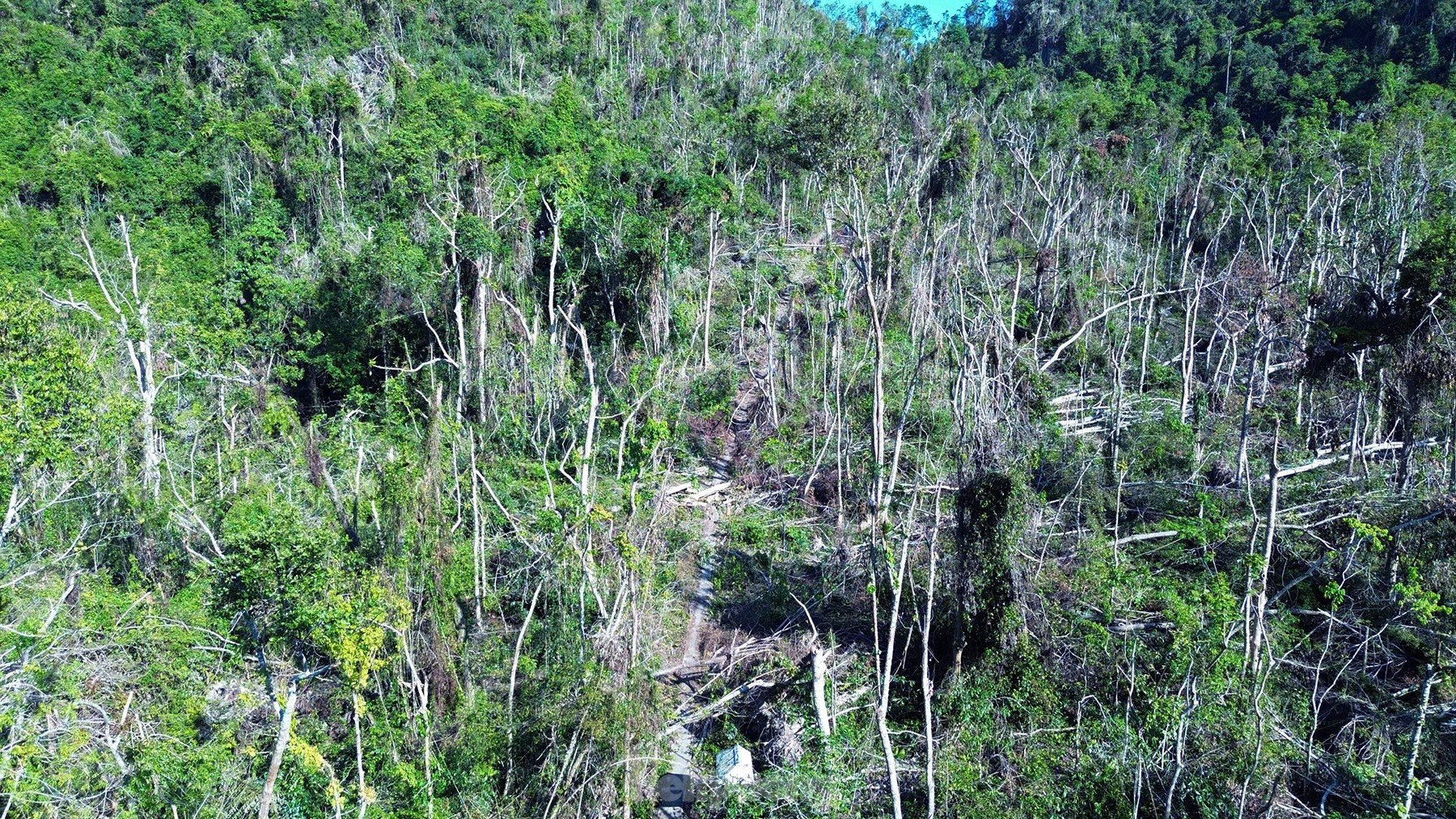 La forêt du parc national de Cat Ba dévastée par la tempête n°3 photo 2