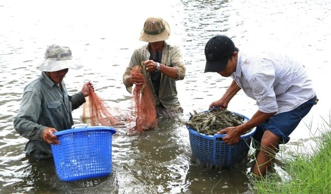 Giá tôm tăng vẫn chưa hấp dẫn người nuôi