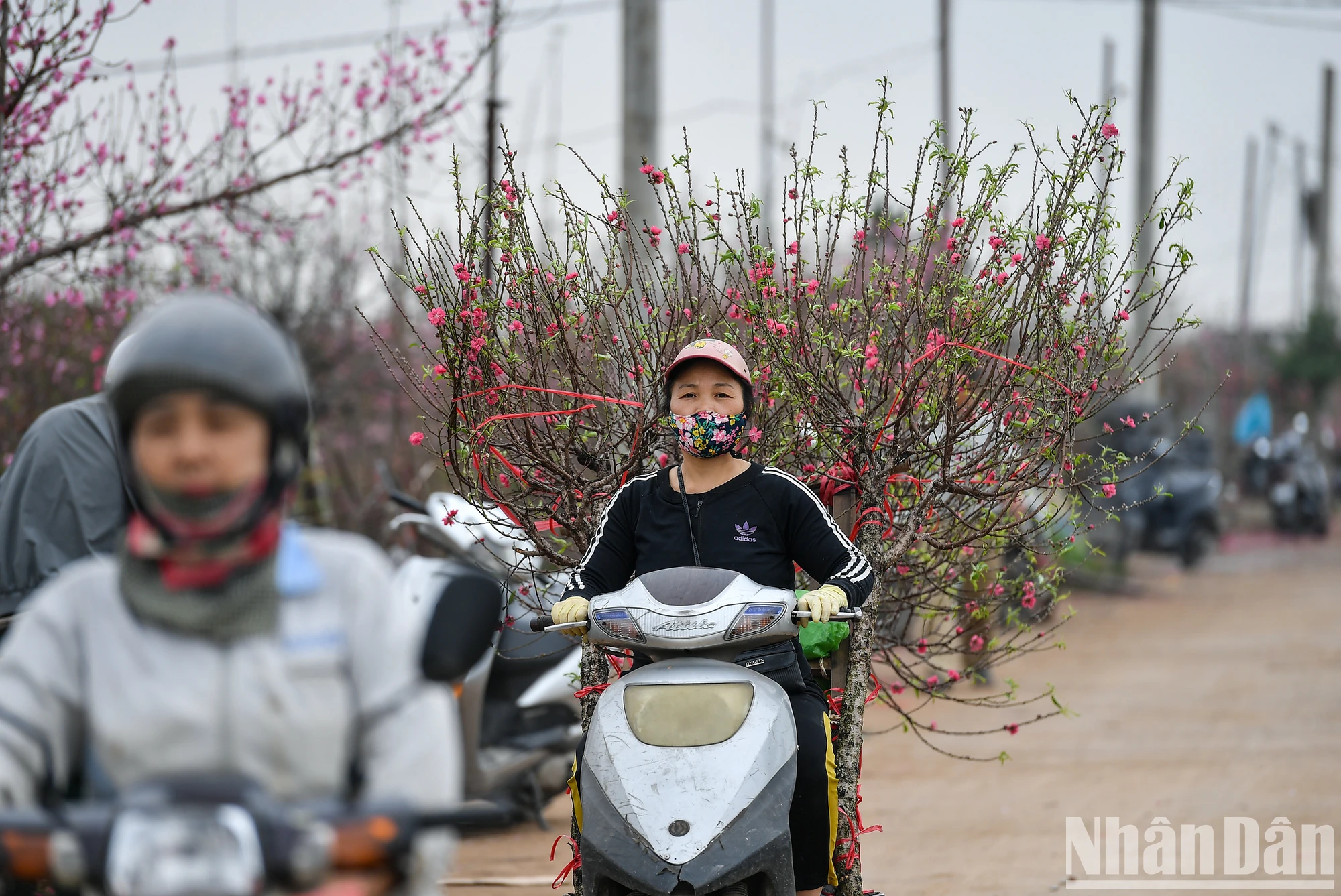 【写真】旧正月前夜、ニャットタン - フートゥオンの桃の花村は満開です 写真2