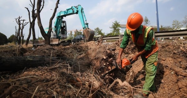 Für den Bau der größten Kreuzung in Ho-Chi-Minh-Stadt wurden Hunderte von Bäumen umgepflanzt.