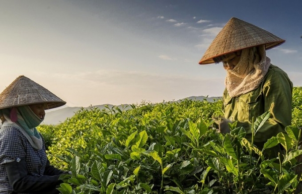 Hỗ trợ bảo vệ thương hiệu chè Tân Cương, giữ gìn danh xưng "đệ nhất trà"