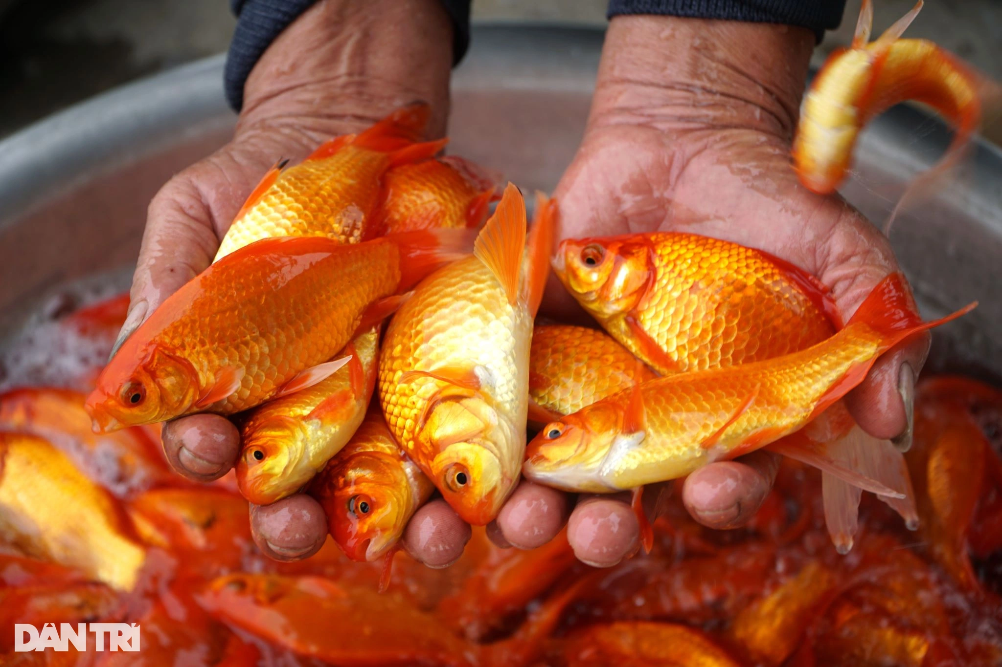 The biggest catch of the year, earning hundreds of millions of dong on the occasion of Ong Cong Ong Tao Festival