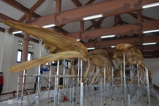 The two largest whale skeletons in Vietnam are on display at Lang Tan, Ly Son Island. Photo: Danh Nguyen