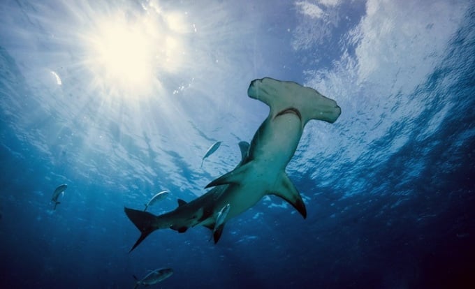 Hammerhead sharks hunt at great depths. Photo: Earth