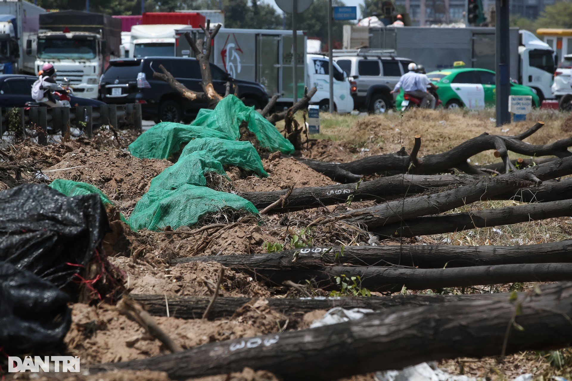 Des centaines d'arbres ont été déplacés pour construire la plus grande intersection de Ho Chi Minh-Ville, photo 5