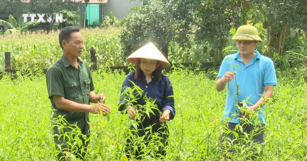 De nombreuses plantes médicinales précieuses dans la forêt de Thanh Hoa, la forêt de Pu Luong ont des racines d'absinthe noire qui sont bonnes pour la santé