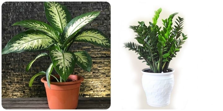7 types of plants that should not be grown indoors