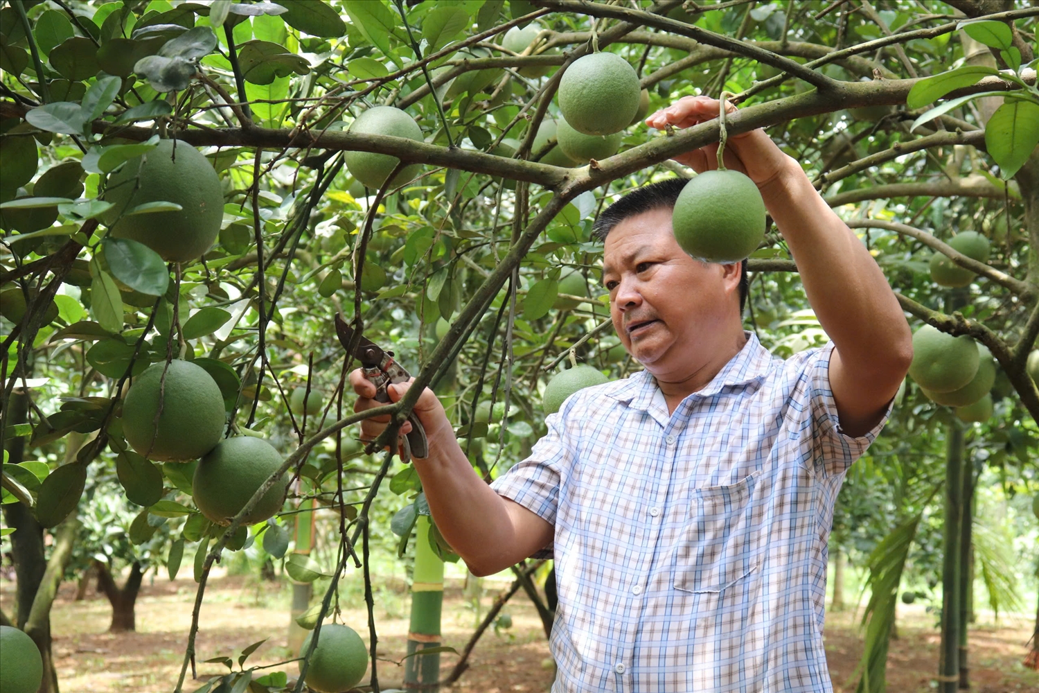 Gia đình Vũ Văn Tuyến (thôn Soi Đát, xã Xuân Vân, huyện Yên Sơn) thu nhập trên 600 triệu đồng mỗi năm từ trồng bưởi