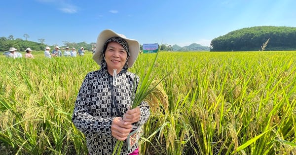 เกษตรกรต้องการขยายพื้นที่ปลูกข้าวพันธุ์ถุยเฮือง 308