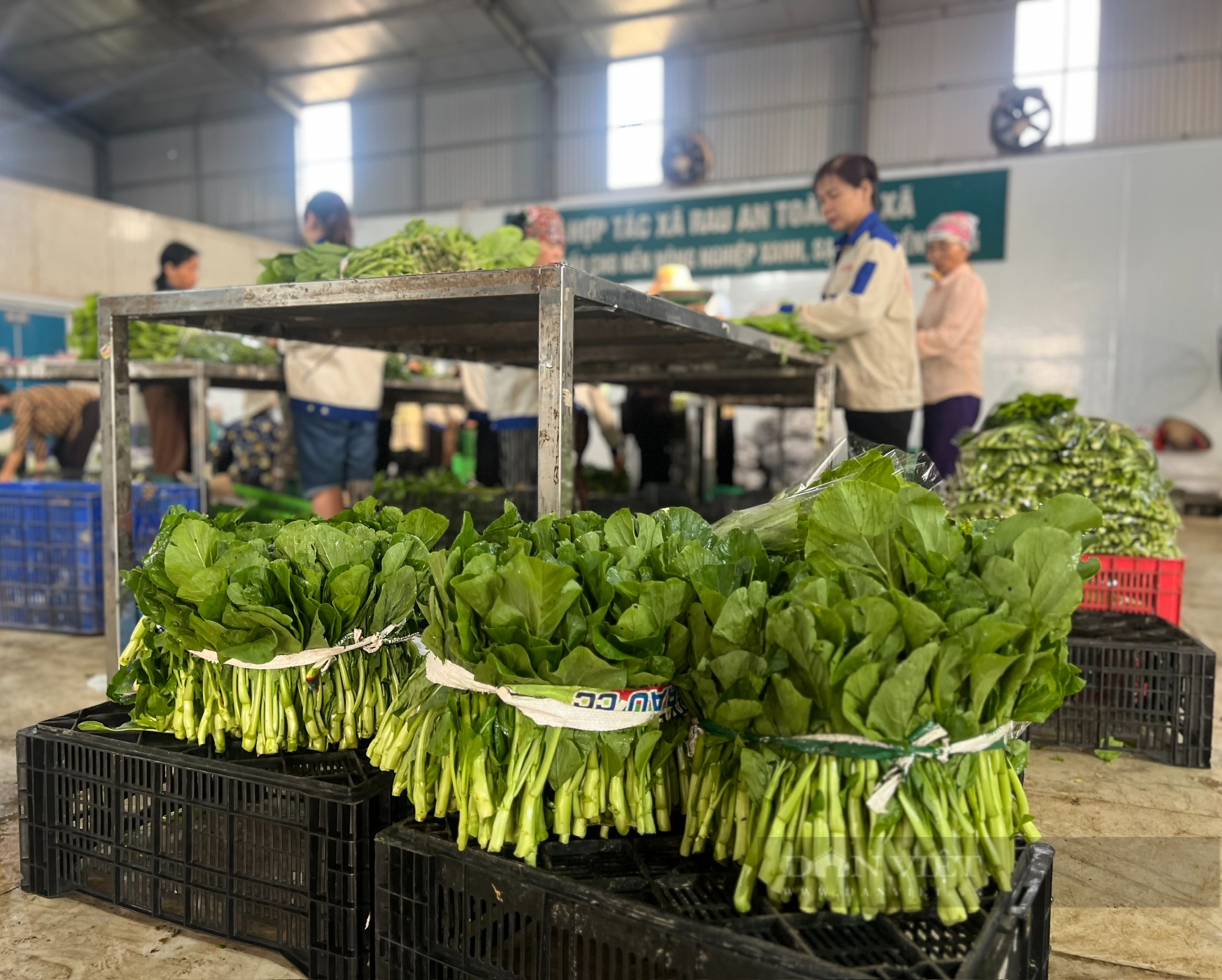 Ngắm cánh đồng chuyên canh rau an toàn của nông dân hợp tác xã tiêu biểu toàn quốc - Ảnh 14.