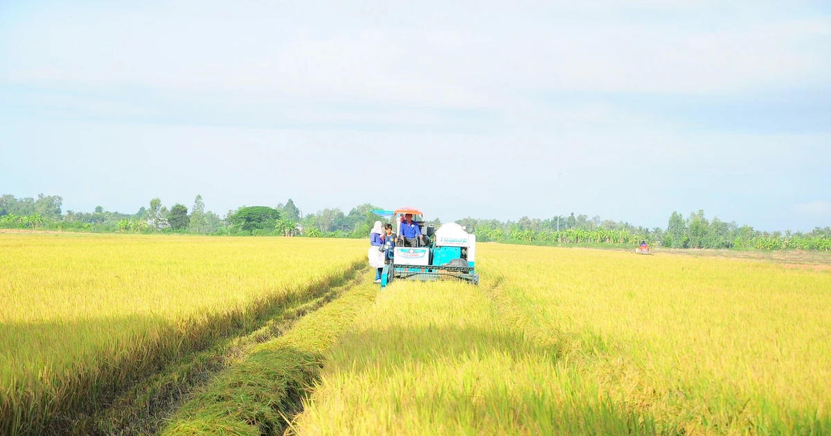 Implementing the Project of 1 million hectares of high-quality rice: Production cost of 1kg of rice has decreased by 7%-20%