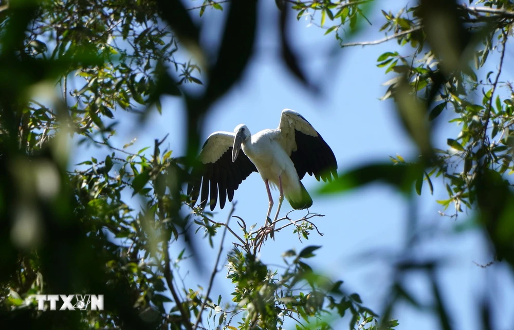 Dong Thap promotes ecotourism in Gao Giong cajuput forest